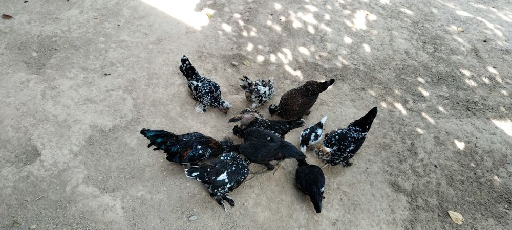 Япон товуклар сотаман ёки дакан жожага олмашаман.Сотишга 100000сум