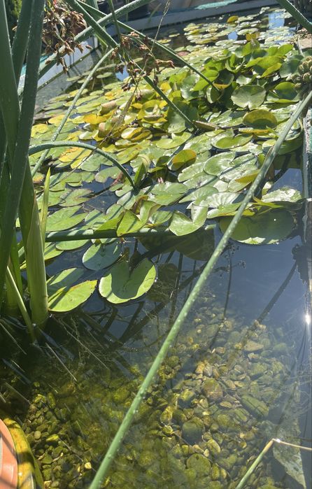 Nuferi albi aclimatizati si plante de iaz
