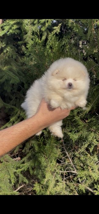 Померан померани