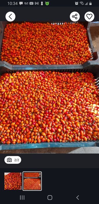 Culegm maciese la comandă