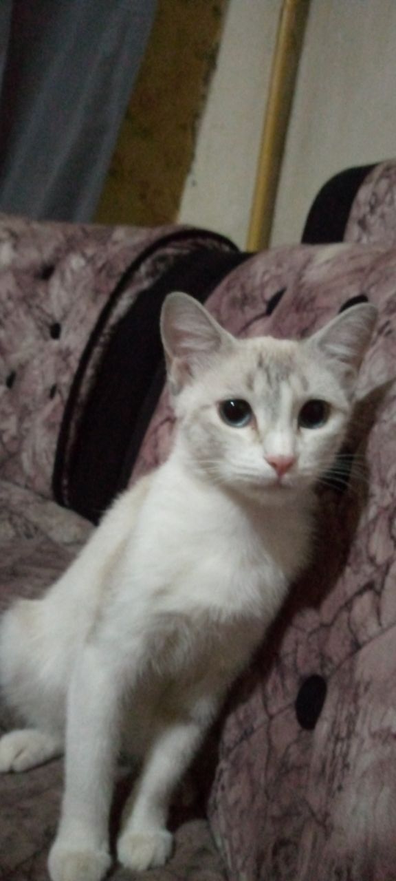 Котята в любящую семью