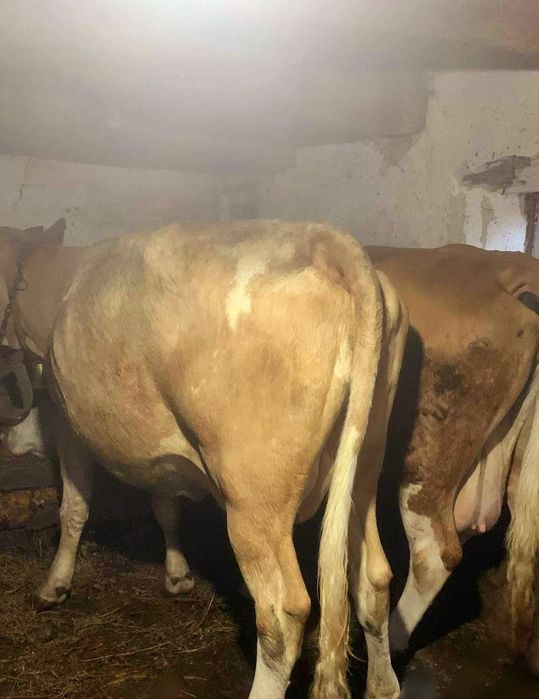 Vând 4 vaci baltate românești dintre care una are o vitea