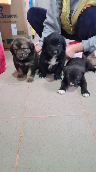 Donez trei cățelușe