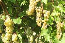 VINDEM struguri Feteasca Regala si Riesling ! PUTINE STROPELI !