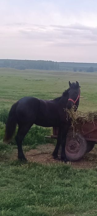Vând cal metis frizian