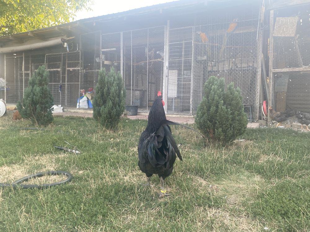Vand cocosi australorp