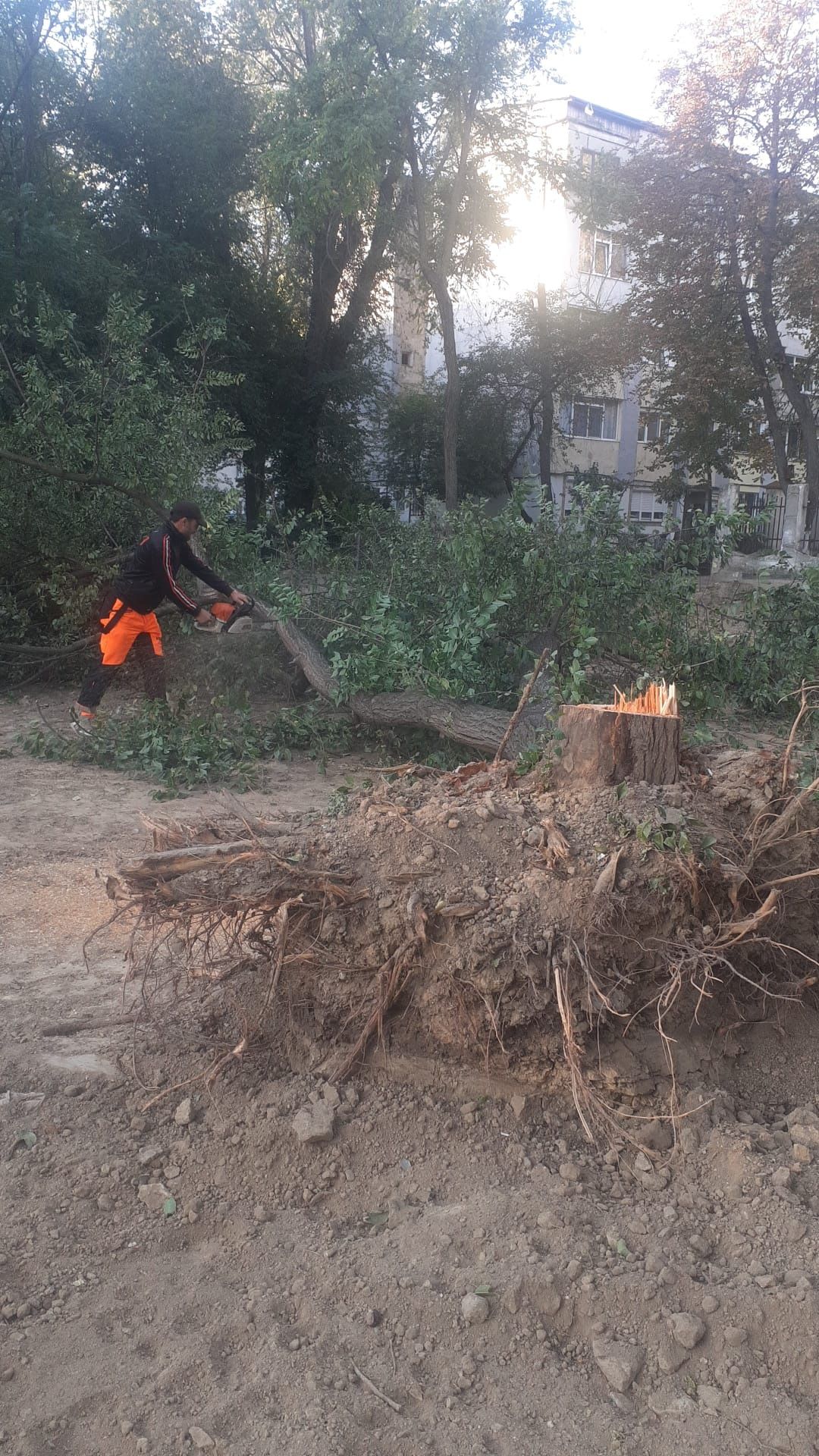 Tăiere Toaletare Arbori Periculoși.