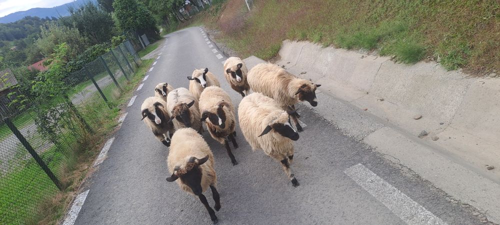 De vnzare 7 miele și 2 berbecuți
