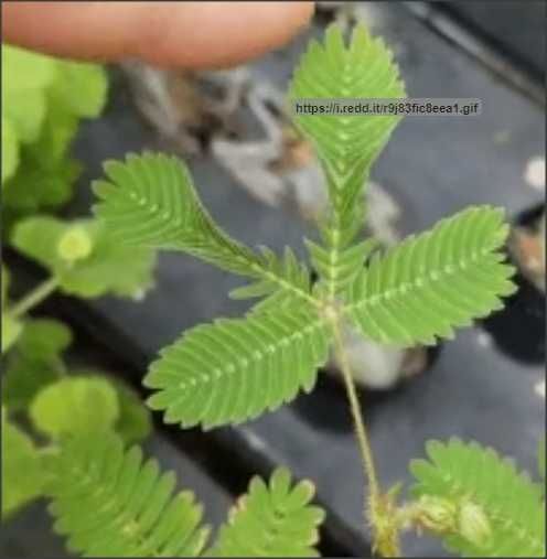 20 seminte Mimosa pudica (mimoza) - frunzele se misca la atingere