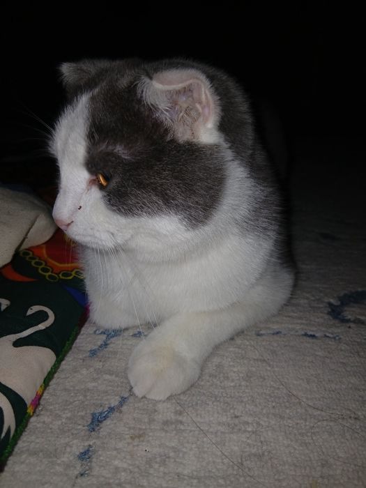 Ищем шотландского прямоухого кота для вязки