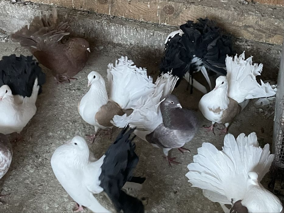 Porumbei voltați de vânzare