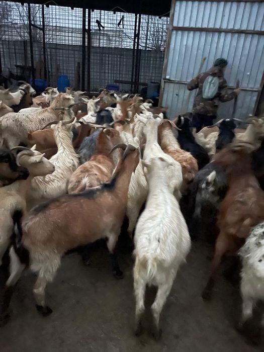 Vand 100 capre  tinere de lapte