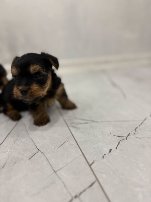 Йоркширски териер