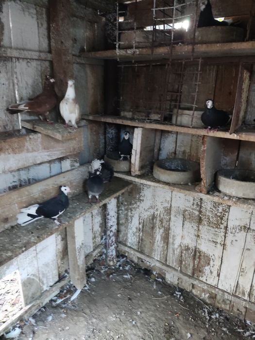 Porumbei jucători 10 lei bucata