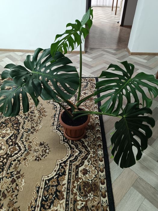 Монстера декоративная