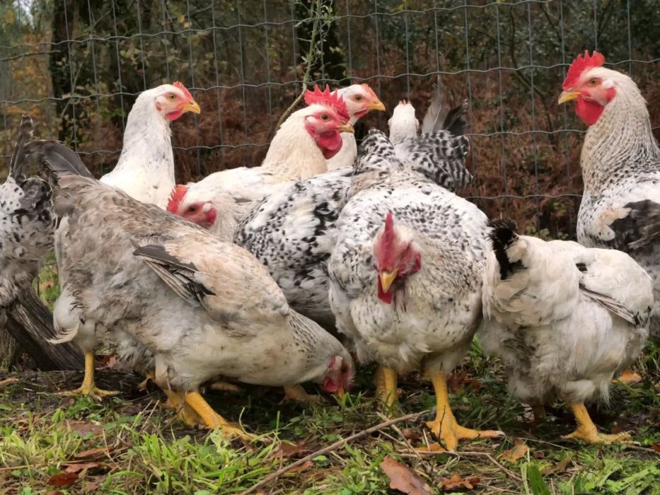 Curcani perlați 35 lei kg in viu, 40 de lei kg tăiat