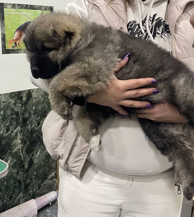 Кавказские овчарки