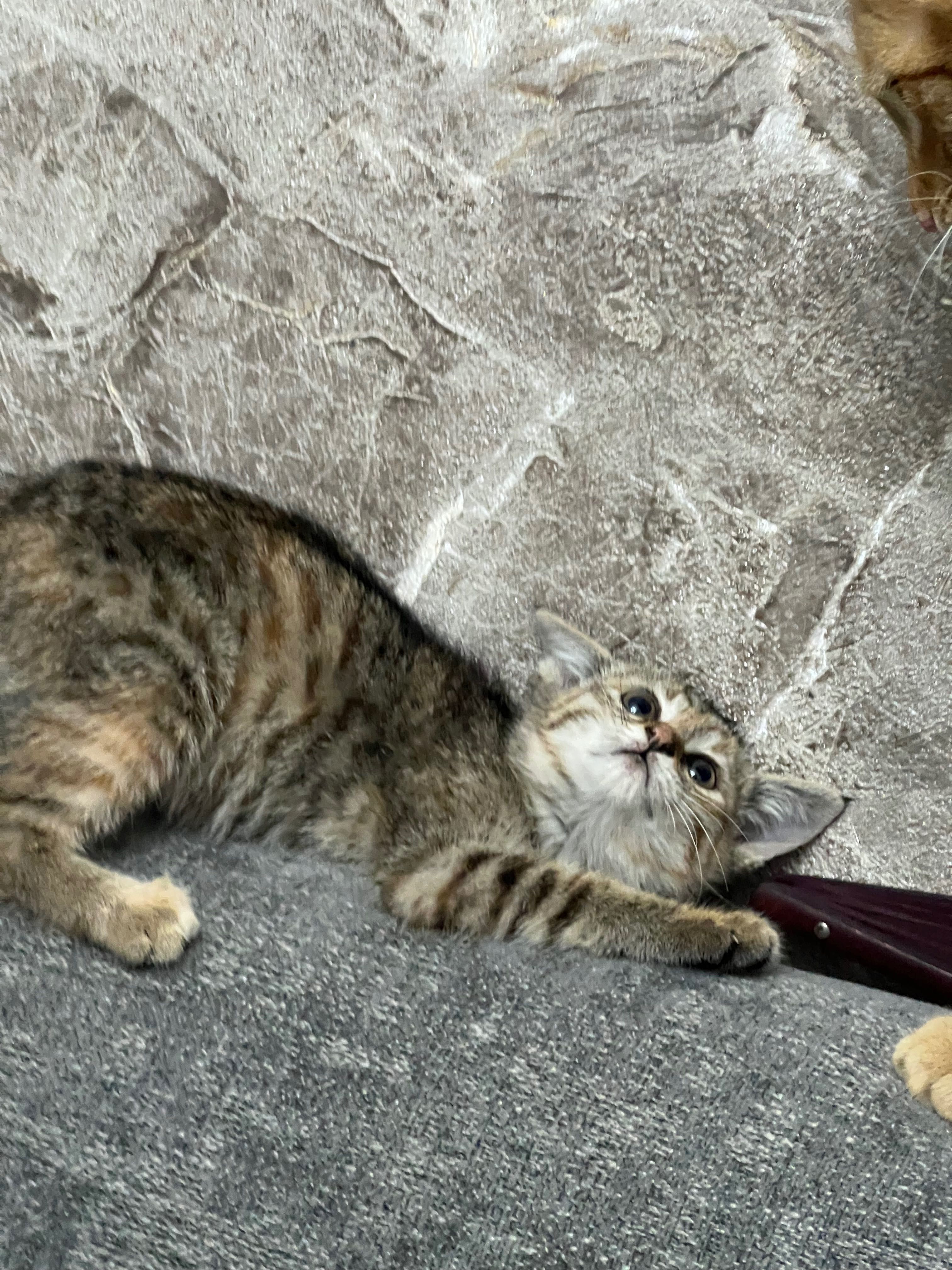 Котята маленькие домашние