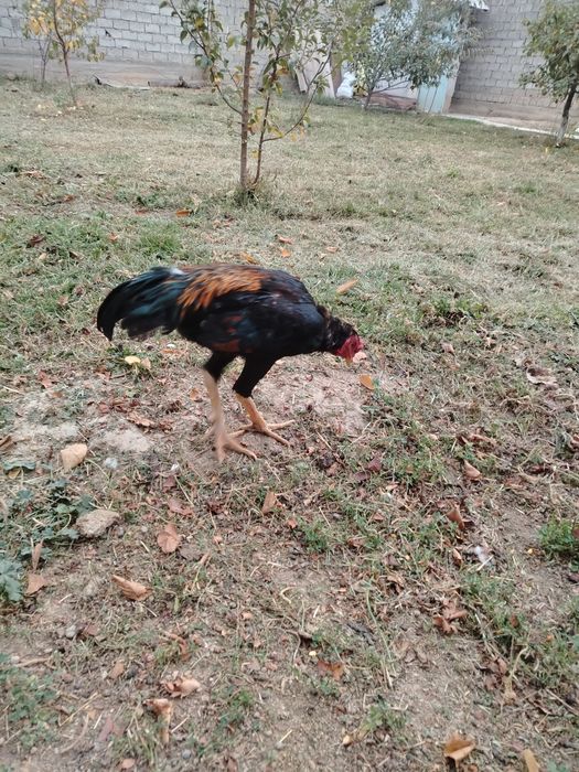 Dakan xo'roz sotiladi