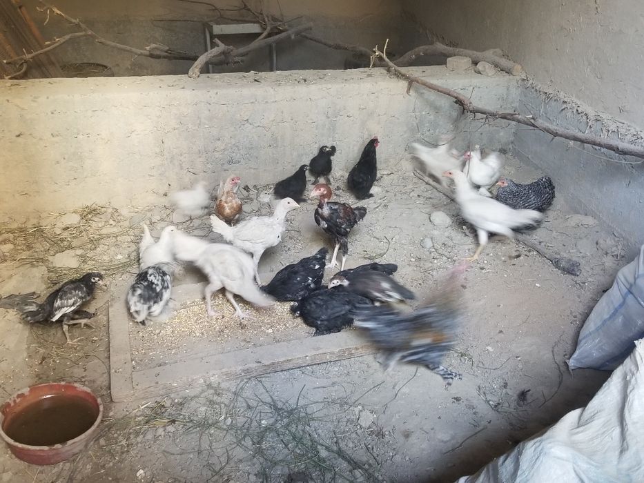 Yaponcha xarxili bor 70dan 100mingacha