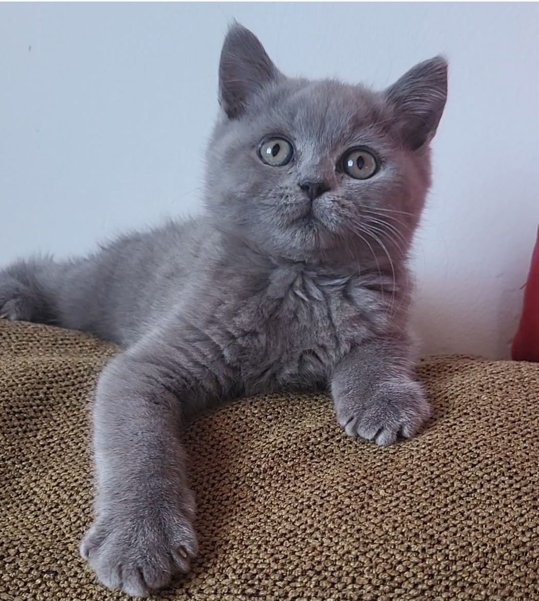 British shorthair blue