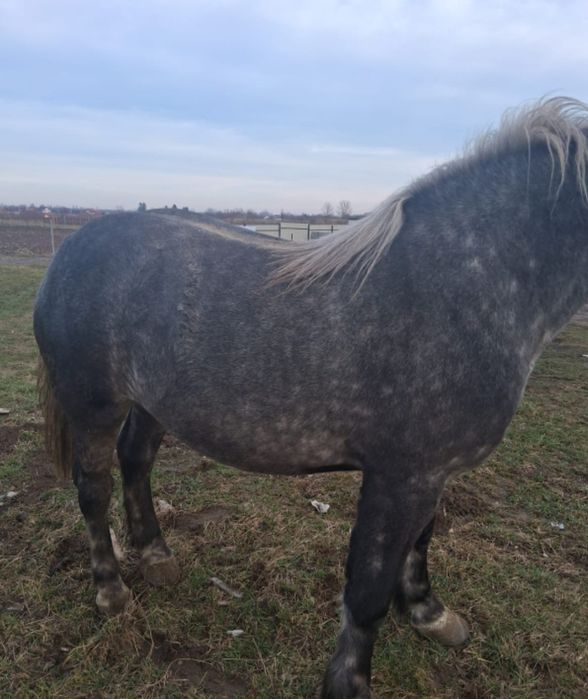 Vând Mânză de 2 Ani