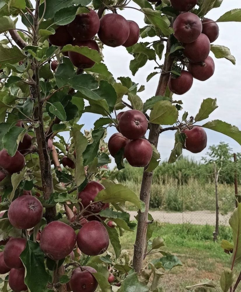 Плодовые дерьевья крупномеры,яблони груши абрикос
