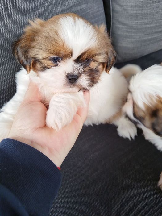 Ши тцу момченца и момиченца