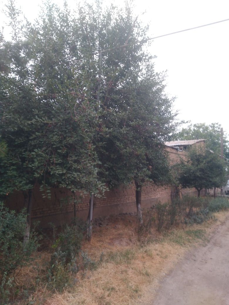 Олча бор.Териб олишга.