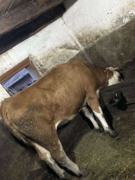 Vând junica de 1 an jumate balțata