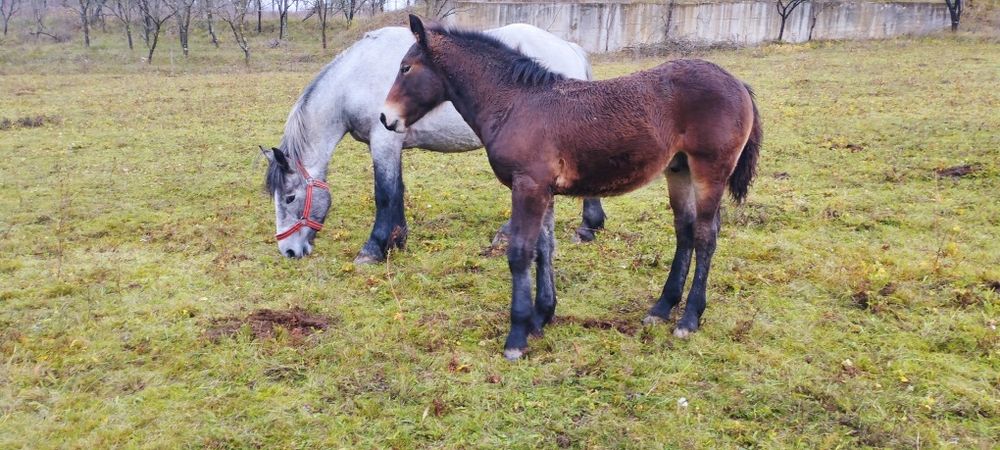 Vând mânji din cai grei
