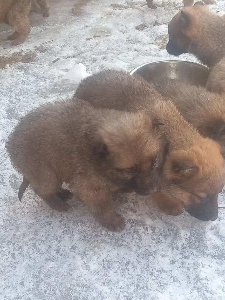 Помесь немки с бельгийской овчарки