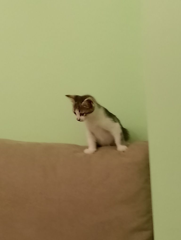 Подарявам малки котенца