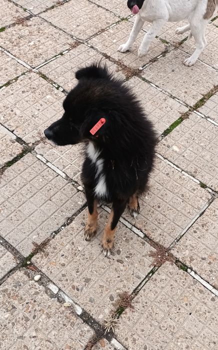 Подаря се малко кученце