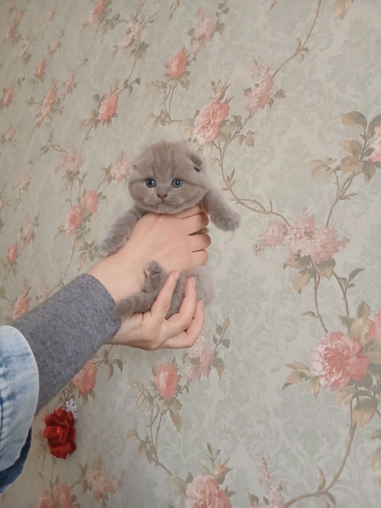 Срочно продаются котята британцы