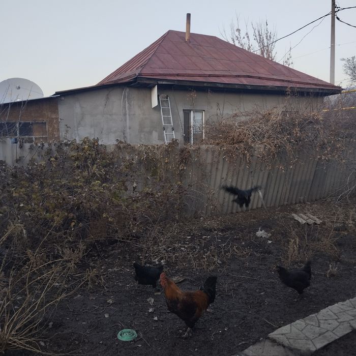 Продам петухов 5 шт