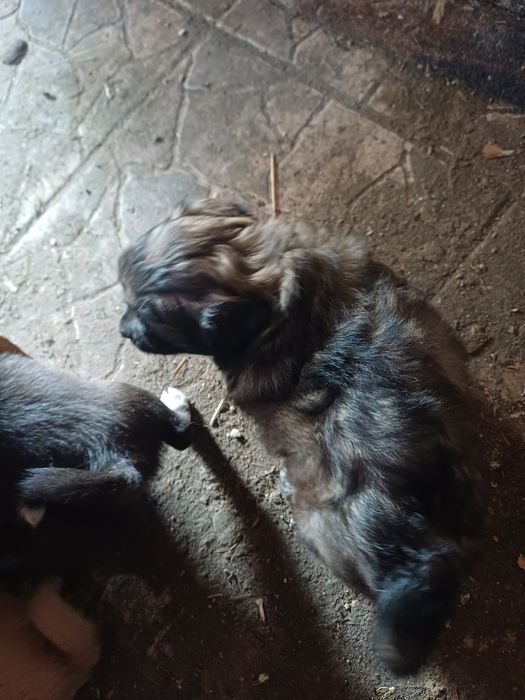 Donez cățelușe pitice