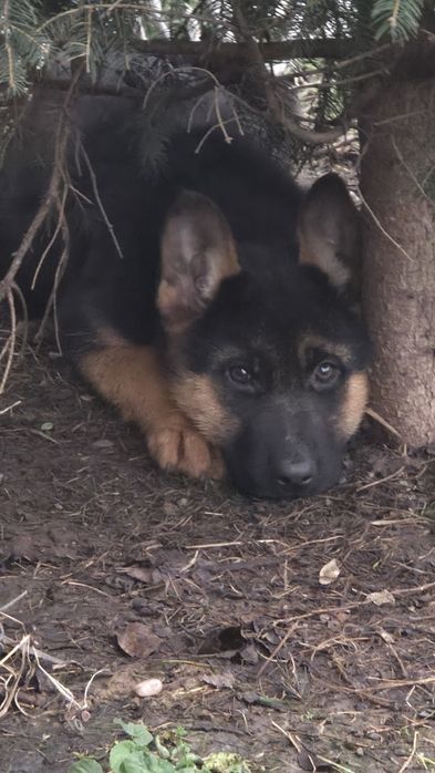 Ciobanesc german- femela, 2 luni