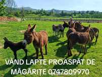 Vând lapte proaspăt de măgăriță