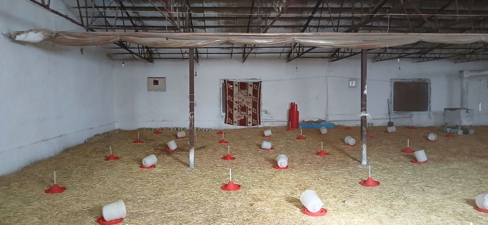 50 sotix yer va tayyor molxona — 140 000$