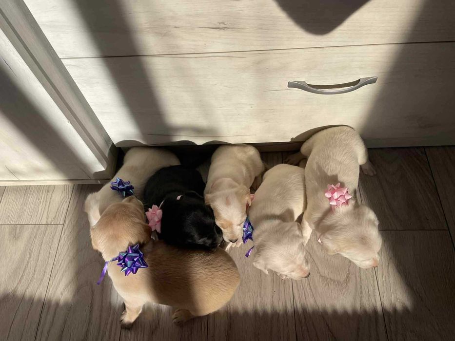 Продават се кокер шпаньол