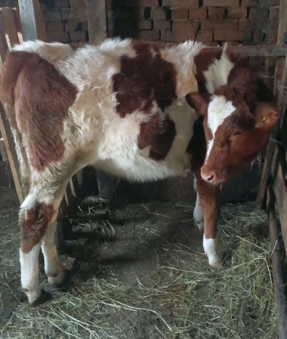 Бұзаулар сатылады