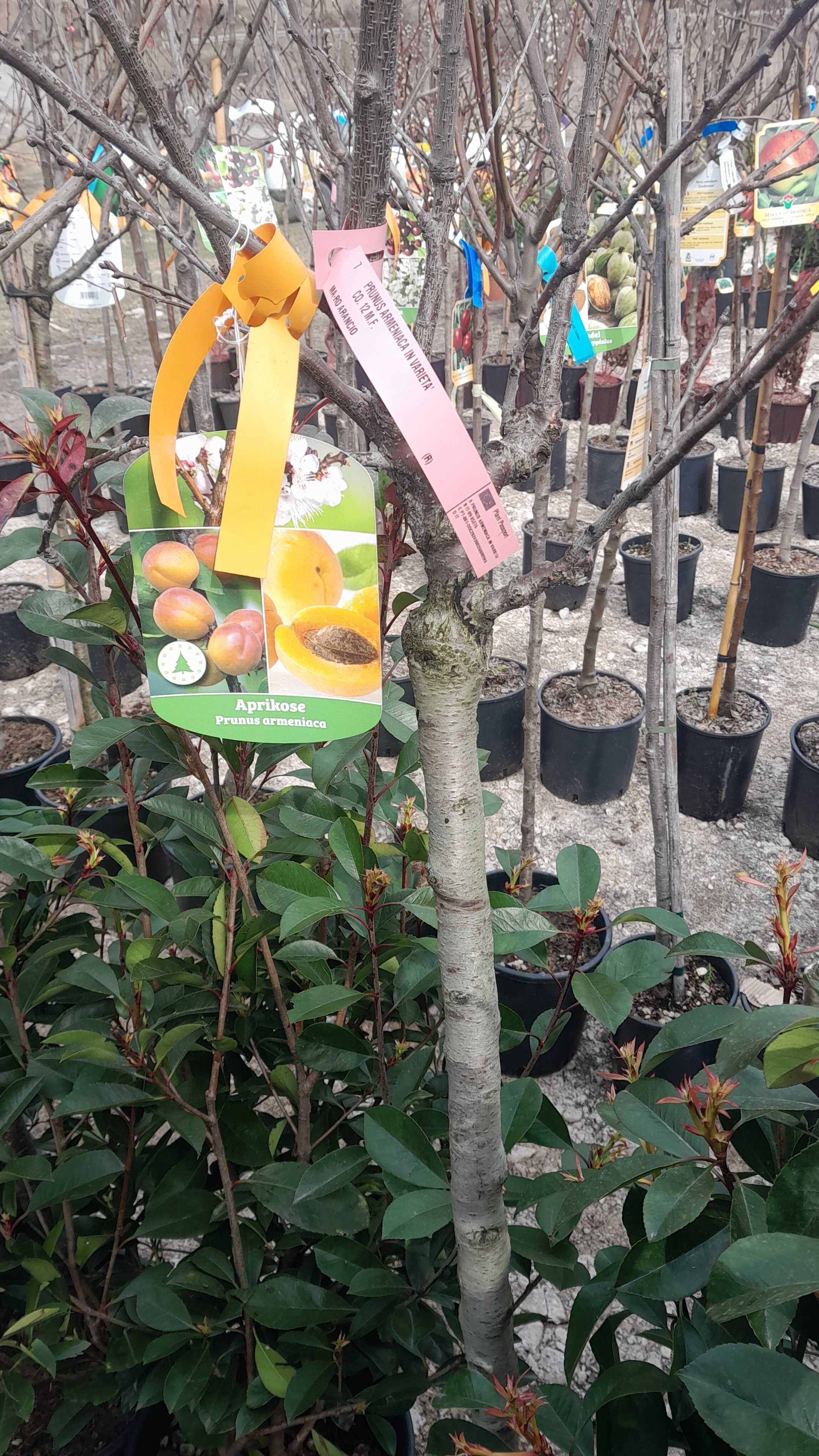 Prun (Prunus Domestica) Pomi fructiferi pe rod In ghiveci