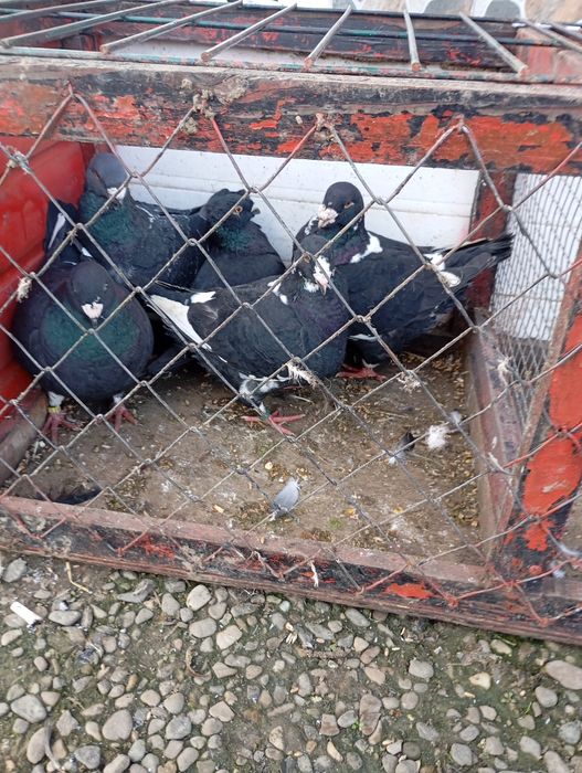 De vânzare americani