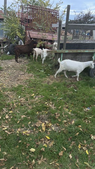 Vând capre. De rasă