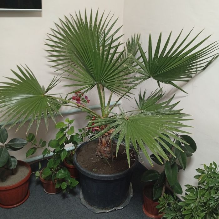 Gul sotiladi. Kami bor