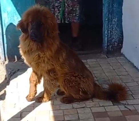 Продам щенка тибетского мастифа
