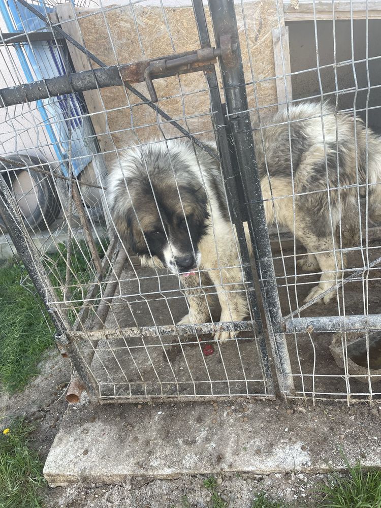 Vand sau schimb Caine ciobanesc de Bucovina