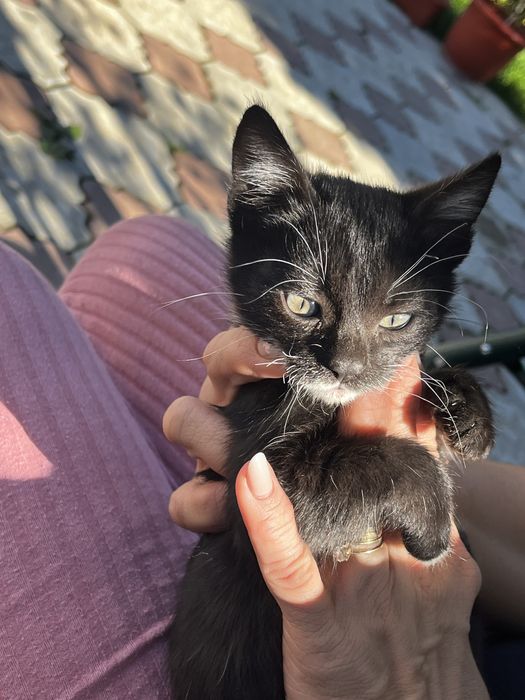 donez pui de pisica motan