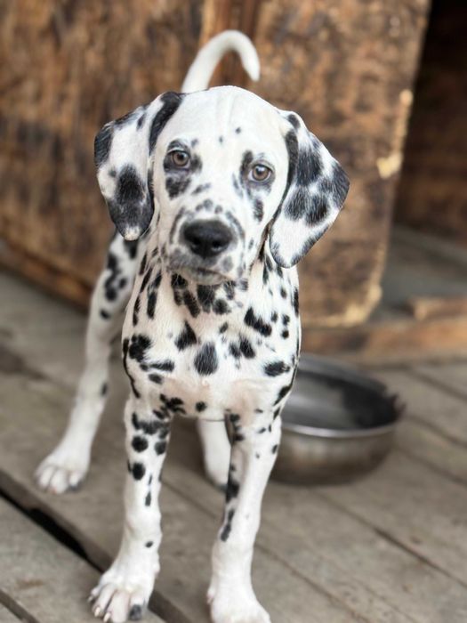Супер настоящие  далматинцы